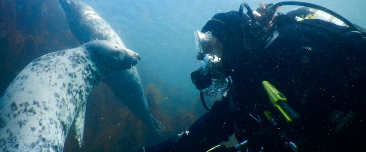 diver and seal